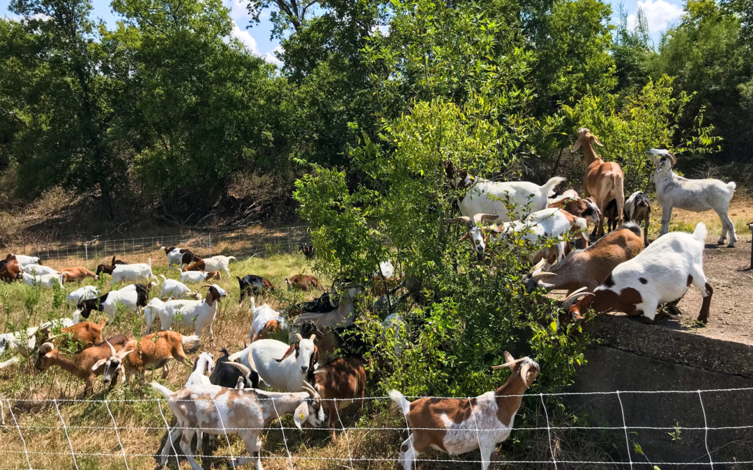 Goats Galore By Michelle Leigh Smith